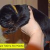 Щенки от пары Брайн х Ютера